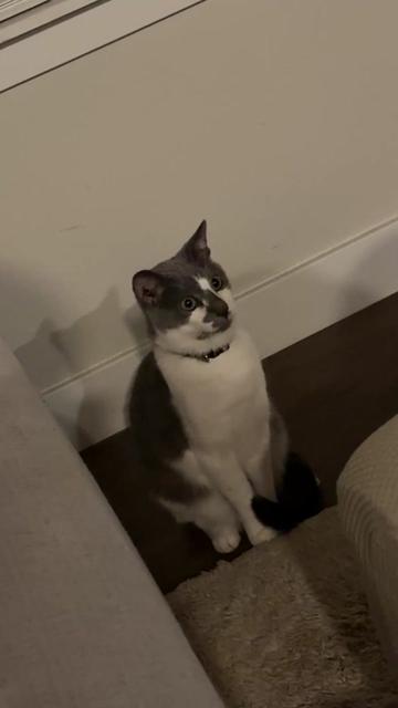 @oliverandstellaferrets