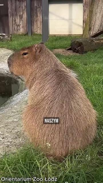 @pandawojtekyt
