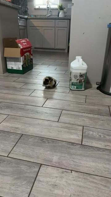 @South Texas Persian Rescue