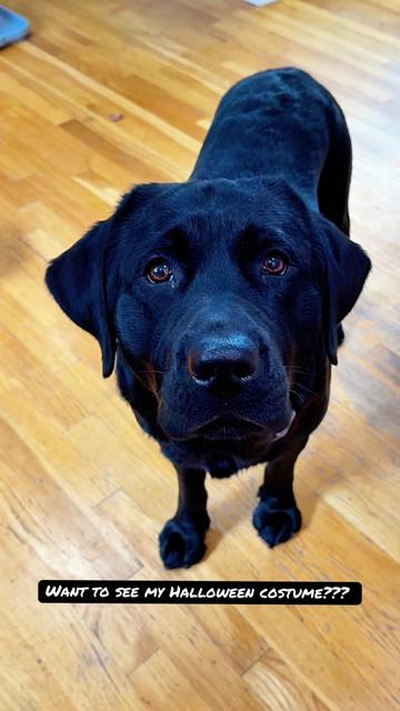 @DennisTheBlackLab