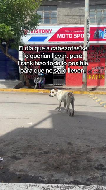 @Cabezotas 🐶