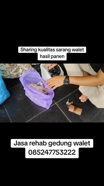 @Walet Rimba Kalimantan