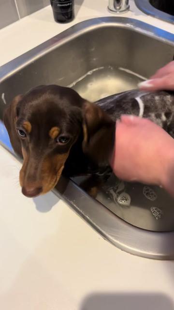 @BellaLongDog