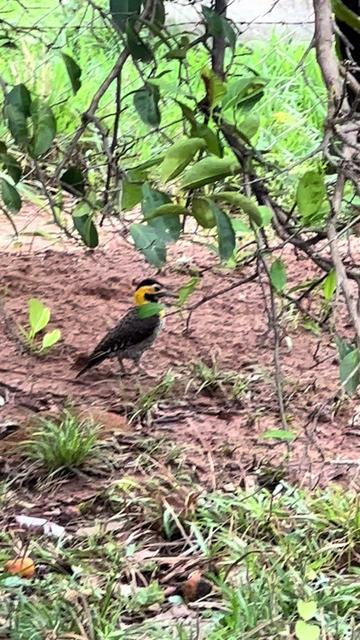 @Fernando