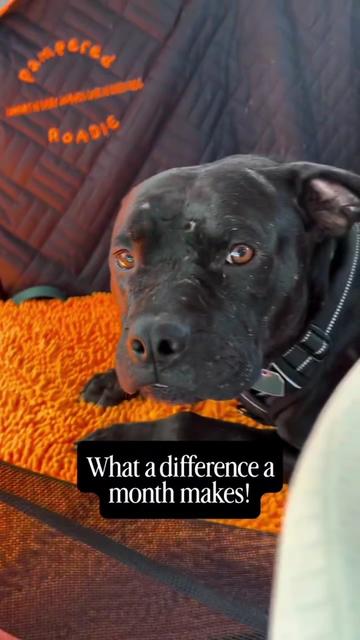 @Oakland Animal Services