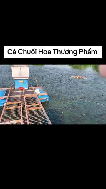 @Cá Chuối Hoa