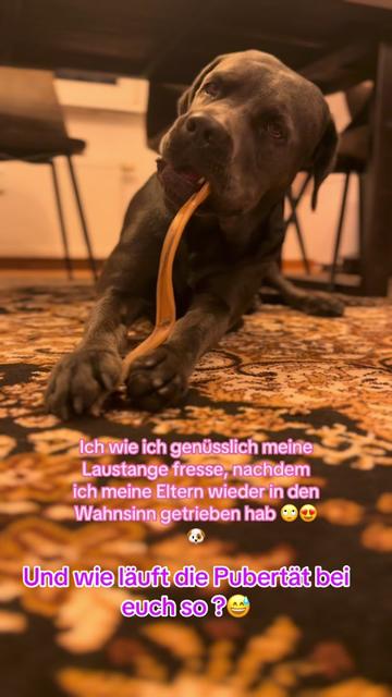 @Cane Corso Ayra 🐾