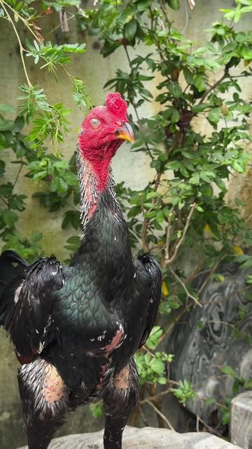 @Quốc khánh