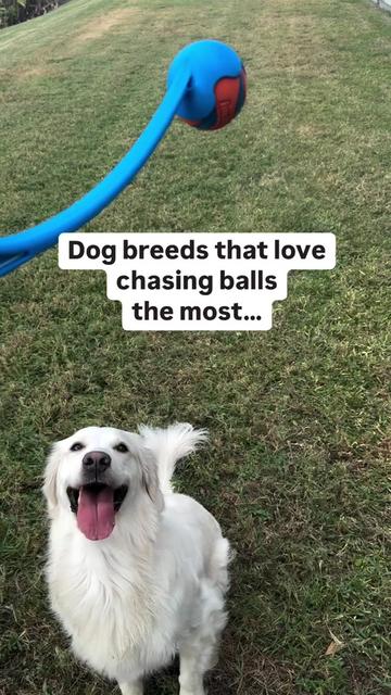 @PetFitness