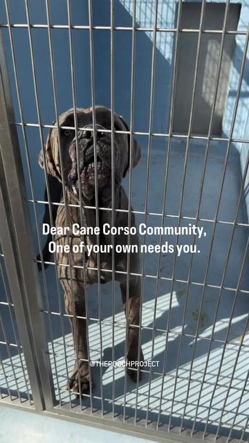 @Cane Corsos