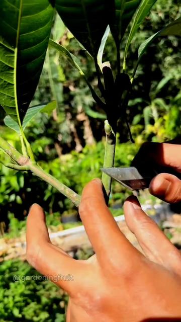 @GardeningFruits