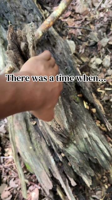 @Johns Jungle