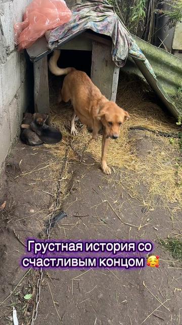 @Директор &laquo;Песокот&raquo;250🐈🐶