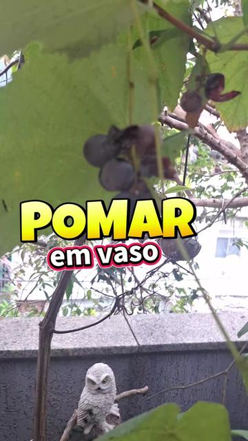 @RO&Ccedil;A DO DRIM
