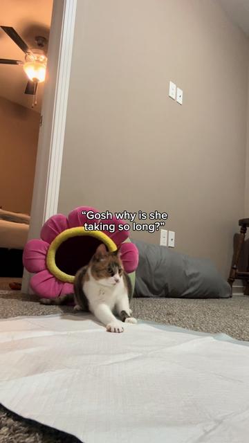 @Ada