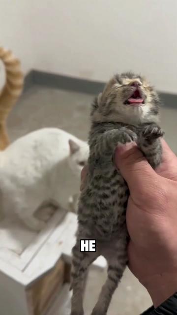 @ZoomieZoo
