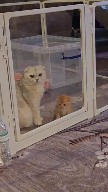 @Brittany's Beauties Kittens