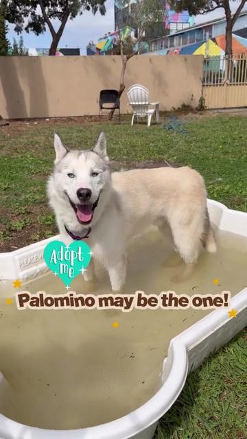 @Oakland Animal Services