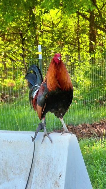 @Quốc Bảo ( baosting)