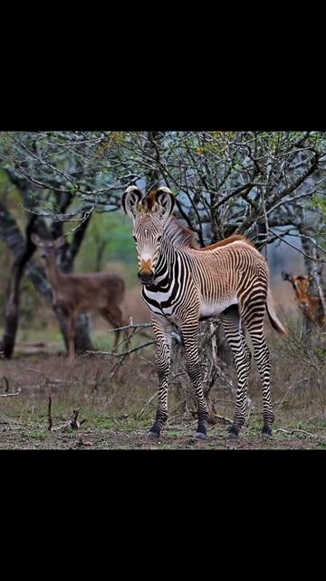 @WildLife Partners