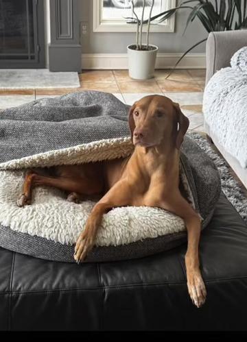 @Brookie The Vizsla