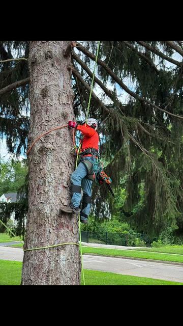 @G&O tree servicess