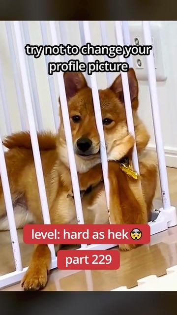 @DailyGoose
