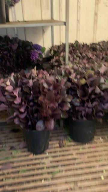@FloniaNia🌸💐