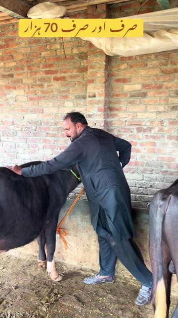 @Farming and Business Ideas