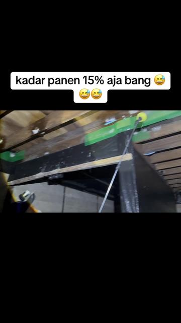 @Walet Rimba Kalimantan