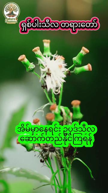 @𝐍𝐚𝐭𝐮𝐫𝐞 & 𝐃𝐡𝐚𝐦𝐦𝐚
