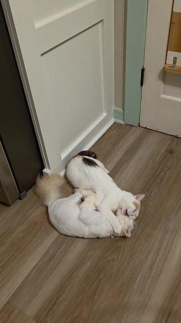 @South Texas Persian Rescue
