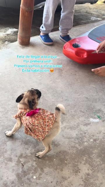 @Babypug