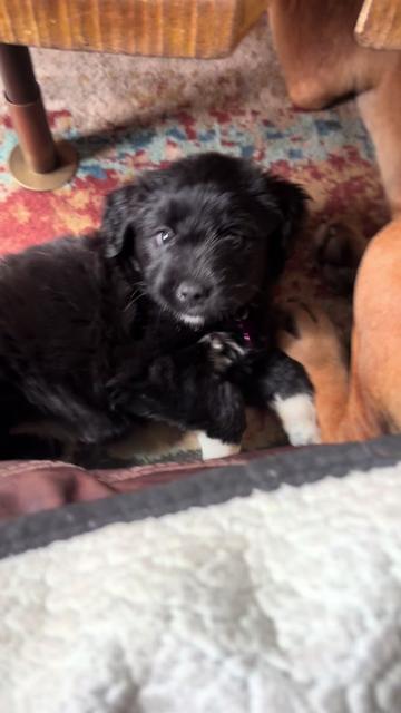 @Underdog Pet Rescue of WI