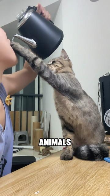 @ZoomieZoo