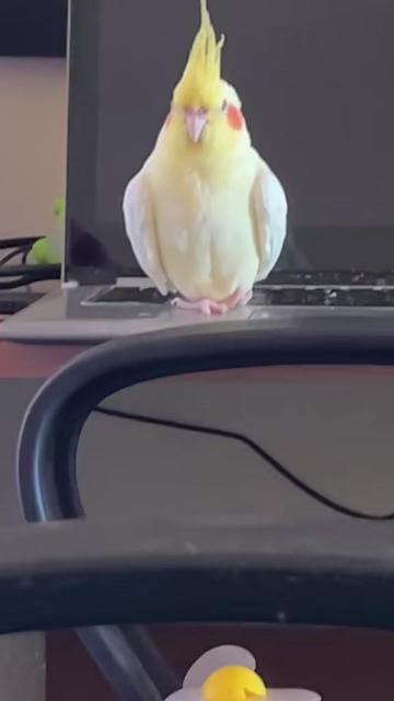 @Bixby the Budgie