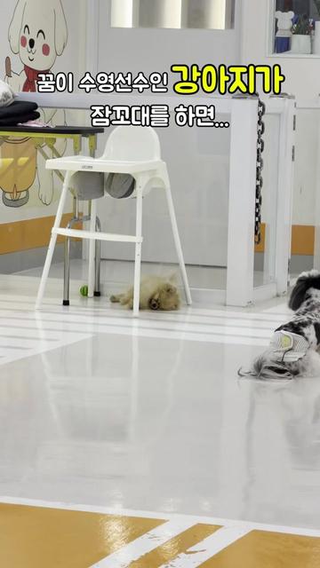 @꼬똥로리
