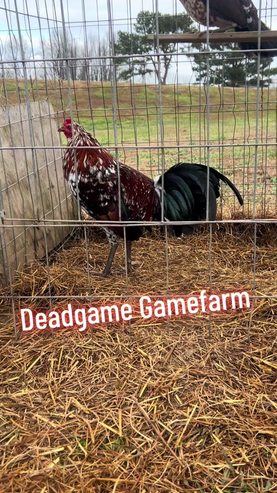 @DeadGame.Gamefarm
