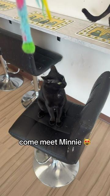 @The Cattitude Cafe