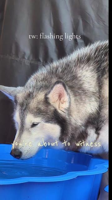@Freya & Kuma