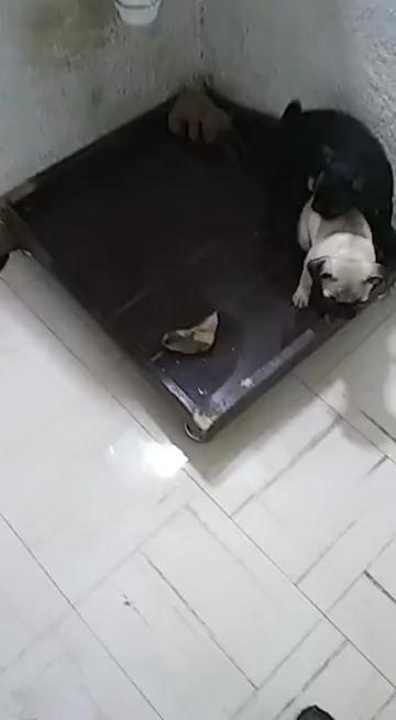 @pug.lovers53