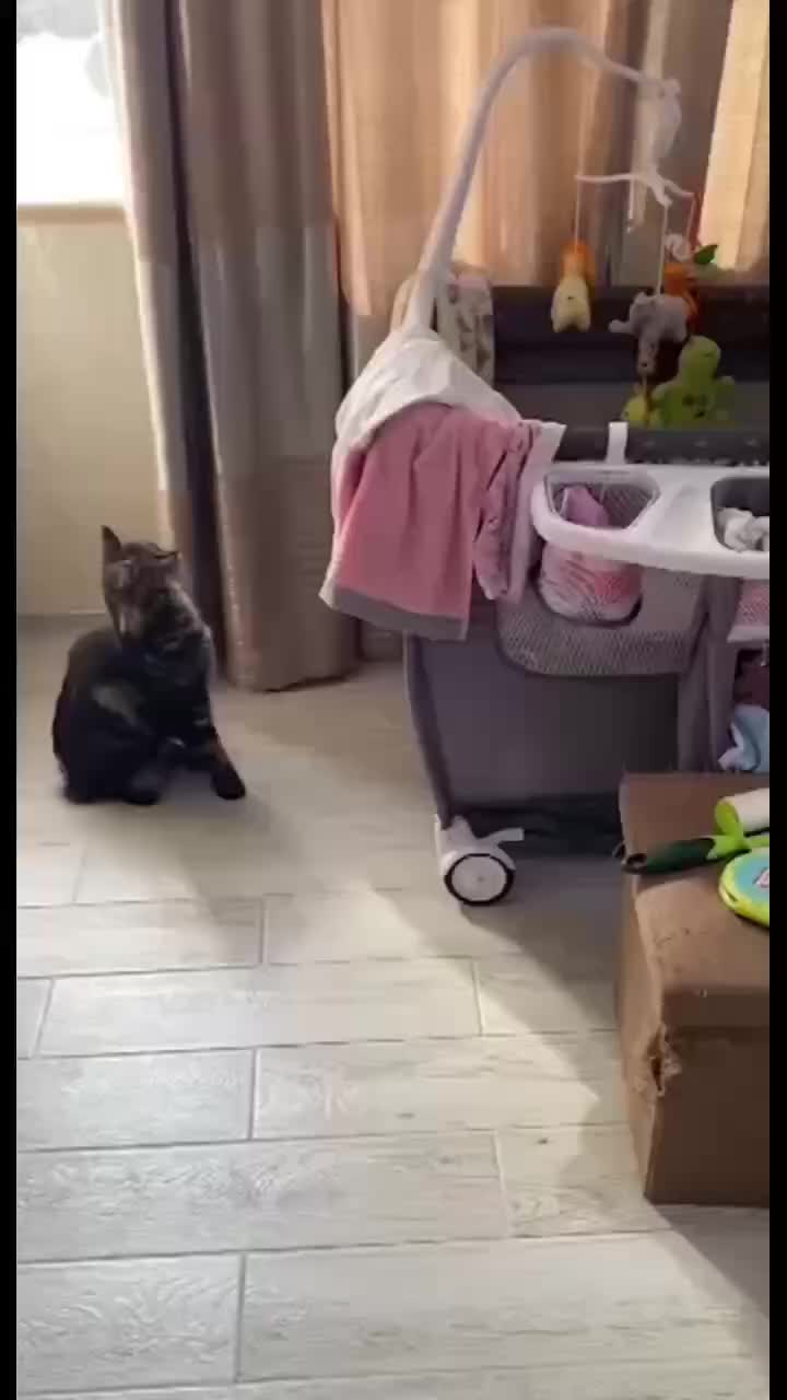 @Funny Animals😽🐶❤️