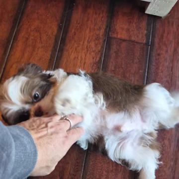 @Barb's Precious Pups