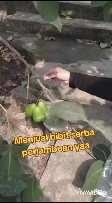 @Bibit khusus samarinda