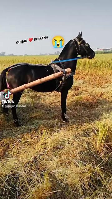 @𝐆𝐔𝐉𝐉𝐀𝐑 𝐊𝐈𝐒𝐒𝐀𝐍𝐀55