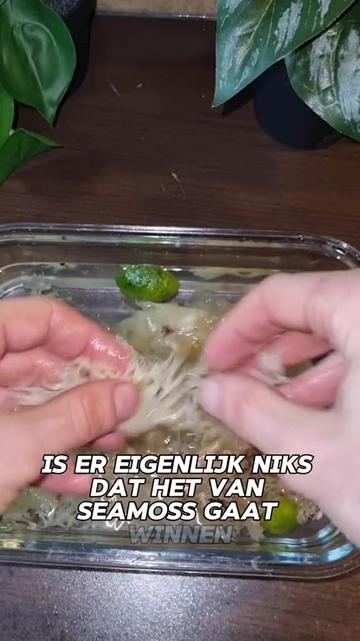 @Ital Natty