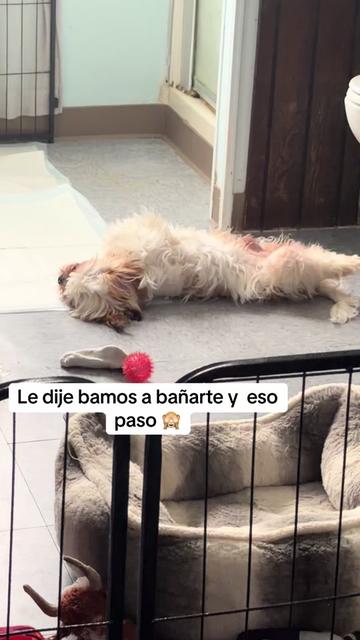 @Crisp&iacute;n_y_mia_abelito_shihtzu_