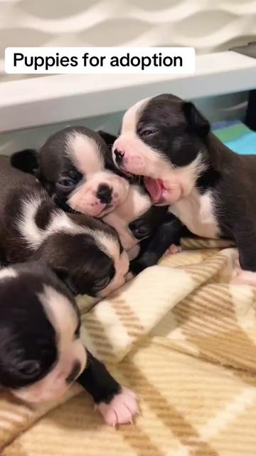 @Boston terrier puppies