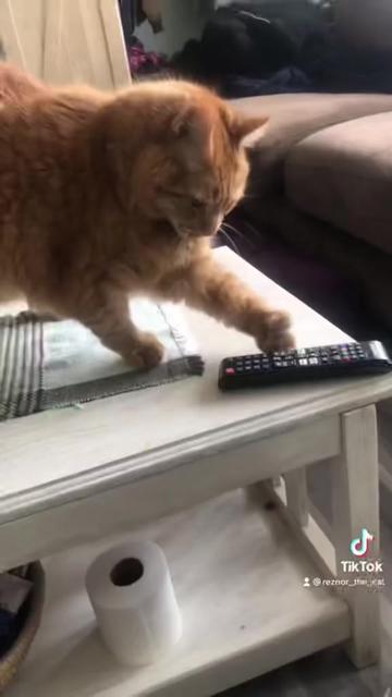 @Reznor_the_cat🪽