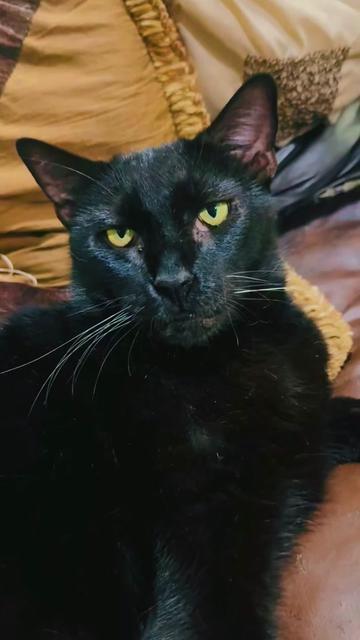 @pantherthecat_05